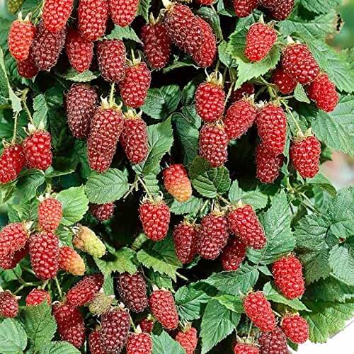 Amazon.co.uk thornless raspberry