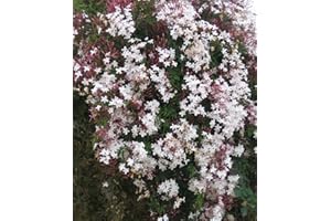 HORTUS PLANTA Jasminum polyanthum - Chinese Scented Jasmine, Plant in 2 L Pot