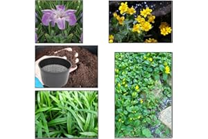 Lincolnshire Pond Plants Ltd - XS Pack Louisanna Heather Stream - 3 Marginal Plants & 1 Oxygenating Plant - Live Water Plant Aquatic Pond Lake Marginal