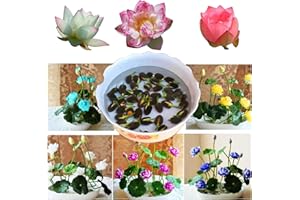 HIBORTH 50 Graines de Lotus Aquatique Multicolores, graines de Lotus hydroponiques pour Jardin, Bonsaï et Décoration d’Intérieur Aquatique - Faciles à Planter et Naturelles (Multicolore)