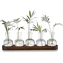 OFFIDIX Stazioni di propagazione delle piante, terrario da tavolo in vetro con supporto in legno, vaso di vetro con 3 Jasr per piante idroponiche, decorazione per casa e ufficio
