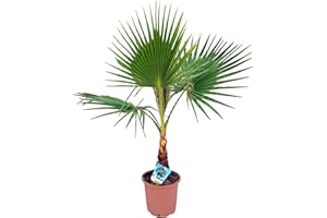Palmera WASHINGTONIA ROBUSTA - (Altura 40/50 Cm aprox) -Palmera Natural de decoración - Palmera de Interior y Exterior - Plan