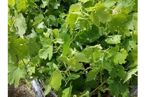 VIVAIO SANTABERNADETTA Barbatelle Vite Innestata Merlot Pianta in Vaso Varietà Barbatelle Vite Innestata Merlot - 1 Pianta