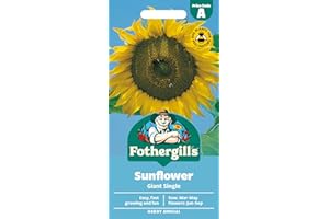 MR FOTHERGILLS Fothergill's Sunflower Giant Single Flower Seeds, 75 Seeds, Helianthus Annuus, Yellow
