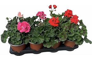 DECOALIVE Geranio Pelargonium Pack de 8 Unidades de Plantas con Flor de Exterior
