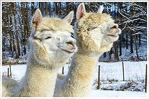 ‎JOCHEN SCHWEIZER JOCHEN SCHWEIZER Geschenkgutschein: Alpaka Wanderung für 2