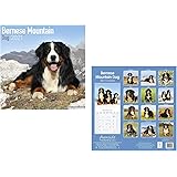 Calendrier 2021 Bouvier Bernois Av Chien De Race Bouvier Bernois Offert Un Agenda De Poche 2021 Amazon Fr Fournitures De Bureau