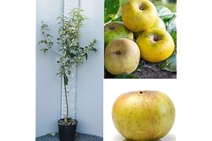 SAVINI VIVAI L'ARTE DI FARE NATURA SAVINI VIVAI Pianta di Melo Renetta Piante da Frutto Albero di Mela in Vaso 22-24 cm 2-3 Anni Altezza 130-150 cm Made in Italy