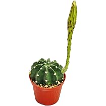 Exotenherz Echinocactus Grusonii – Schwiegermutterstuhl Im 5,5 Cm Topf – Pflegeleichter Wüstenkaktus Für Fensterbank & Co. Exotenherz Echinocactus Grusonii – Schwiegermutterstuhl Im 5,5 Cm Topf – Pflegeleichter Wüstenkaktus Für Fensterbank & Co.