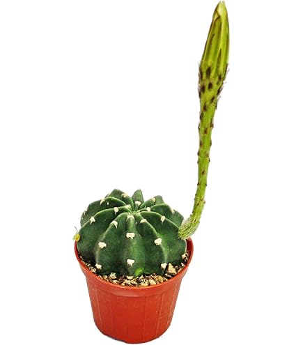 Pianta Grasse Cactus Cereus Floridianus (Dito Verde) In Vaso 5,5 Cm - Exotenherz - 3