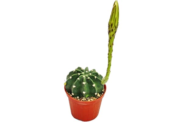 exotenherz - Echinopsis subdenundata – petite plante en pot de 5,5 cm