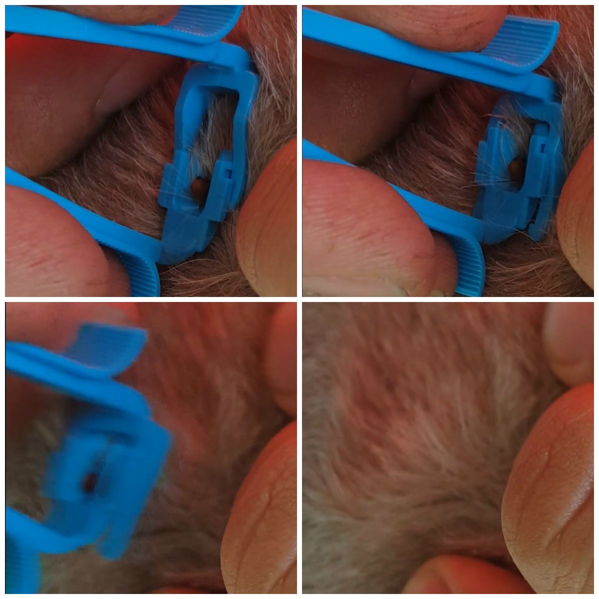 ELANOX pet Tick Remover tweezers with lifting funktion for dog cats and people made in Germany - Image 8