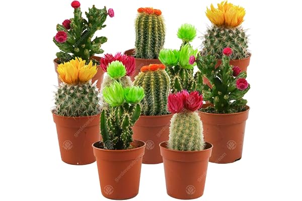 Assortiment Mini Cactus Disco Plante d'intérieur en pot 5,5 cm petit cadeau pour maison/bureau (Lot de 10)