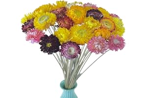 TooGet 40 Pcs Natural Dried Daisies, Dried Daisy Flowers Bouquet with Stem for Wedding Home Office Party DIY Flower Arrangement