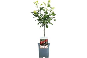 GARDENERSDREAM Patio Fruit Tree Collection | Various Premium Grade Fruits | Ideal for Small Gardens & Borders | Apple, Cherry, Plum, Nectarine, Peach & Pear Trees | 2-3ft ('Morello' Cherry Tree)