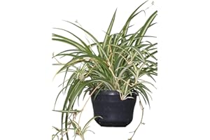 GARDEN MARKET PLACE Indoor Plant -House or Office Plant -Chlorophytum - Hanging Spider Plant- Bushy Plant