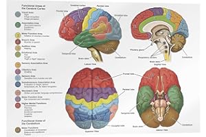 Posterlounge Das Gehirn aus vier Perspektiven (Englisch) Acrylglasbild 30 x 20 cm Wandbilder Wanddeko
