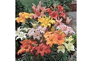 SCHONE 6 x Lilies Asiatic Mixed Bulbs- Summer Flowering Large Blooms- for Your Lovely Summer Garden