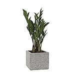 Zimmerpflanzen | Amazon.de