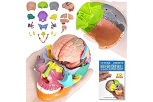 EVOTECH SCIENTIFIC Modelo de cráneo humano en miniatura, Cráneo pequeño con cerebro, rompecabezas de calavera, cabeza humana con cerebro para aprender, pantalla educativa