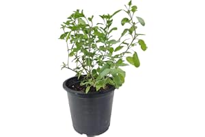 Tulasi Holy Basil Plant Live, Green 40 cm, Traditional Medicinal Herb for Pooja Purpose and Stress Relief in Black Pot