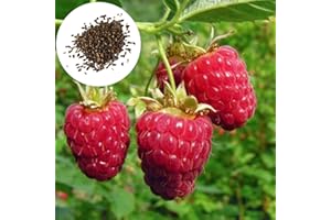 Luojuny Graines de Framboise Rouge, 20 Pcs Graines de Framboise Rouge Comestibles Nutritif Non-OGM Jardin Extérieur Cour Graines De Fruits Fournitures De Jardin des graines