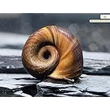 Teich Posthornschnecke, 3 St. + 1 x NH TOXEX Ball - Der lebende ALGEN ENTFERNER für den Gartenteich! GESUNDHEITS Polizei im G