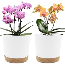 Lot 2 Pots De Plantes 12.7cm Avec Soucoupe - Intérieur Extérieur Noir
