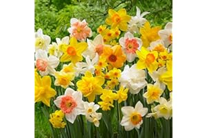 DUTCH BULBS EXCLUSIVE PLANTS FROM HOLLAND Colección de bulbos de narcisos perfumados para presupuesto (25 narcisos), perennes y resistentes al invierno, mezcla de bulbos de flores de Holanda para jardín y maceta, 6-7 variedades