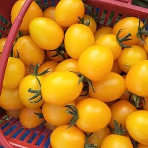 Plant Flower Fruit Tree Seed,50Pcs Yellow Pear Tomato