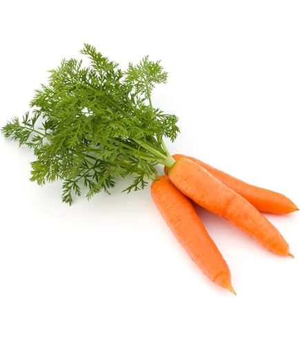 thumbnail image 2 of Baby Carrot Plug Plants - Pack Of 12 Ready-to-Plant Young Vegetable Plants 2 of 12