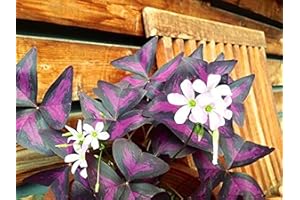 FLOWER FIELD STORY 5 pezzi Oxalis Versicolor Oxalis Triangularis Cipolle Classic bicolore Gelato Oxalis Cipolle per la semina