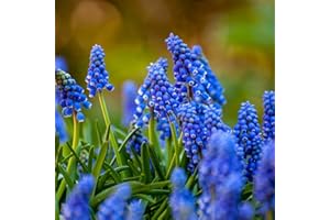 Carbeth Plants - 100 x Muscari armeniacum Grape Hyacinth Spring Bulbs - Blue Spring Flowering Perennials - UK Hardy Low Maintenance Pollinator Friendly - Grow in Beds, Borders and Patio Pots