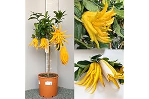 SAVINI VIVAI L'ARTE DI FARE NATURA SAVINI VIVAI Plante de Citronnier Arbre d'Agrumes Citron Main de Bouddha en Pot de 28 cm Hauteur 110-130 cm 4-5 Ans de greffe Fabriqué en Italie