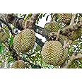 M-Tech Gardens New Durian (Musang King, Seedling) Exotic 1 Live Fruit Plant