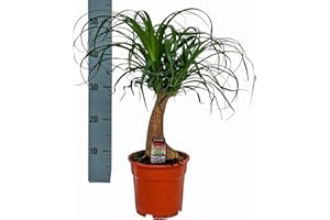 DECOALIVE Planta Natural Pata de Elefante Beaucarnea Palmera Interior