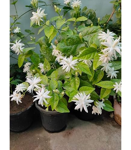 20 Arabian Jasmine Flower Seeds Fragrant White Blooms Garden