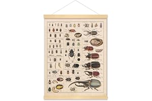 Meishe Art Vintage Poster Print Insects Collection Species Identification Reference Chart Entomology Diagram Classroom Club Wall Decor(40cmx50cm+Hanger Frame)
