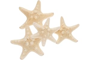 Amosfun 4 conchiglie di stelle marine naturali per tema nautico, decorazioni per matrimoni, feste di compleanno (5-8 cm)