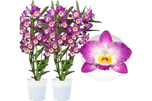 DUTCH BULBS EXCLUSIVE PLANTS FROM HOLLAND Orchideen Echte Pflanzen Bambus Dendrobium Akatsuki Nobile - 2 große Zimmerpflanzen aus Holland - 30-40 cm hoch - mit Blüten und duftend (Nicht künstlich, ohne Dünger und Topf, keine Samen)
