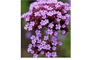 BALDUR-GARTEN GMBH BALDUR Garten Argentinisches Eisenkraut,3 Pflanzen Verbena bonariensis bienenfreundlich, winterharte Staude, mehrjährig, für Standort in der Sonne geeignet, blühend