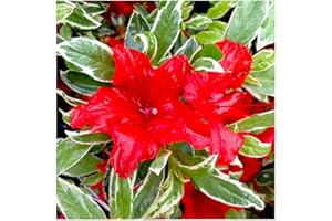 GROWON SHRUBS Dwarf Japanese Azalea Japonica Hot Shot | Evergreen Shrub | Pot Plant