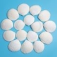 SKOOLOVE 30PCS Sea Shells 1.5''-2'' White Small Sea Shells, for Shells for Crafts, Crafts DIY Painting Beaching Wedding Decoration, Beach Natural Shells Bulk