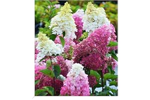 BALDUR-GARTEN GMBH BALDUR Garten Freiland-Hortensie "Fraise Melba®", 1 Pflanze, Hydrangea paniculata winterhart, pflegeleicht, für Standort im Schatten geeignet, blühend