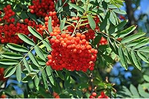 HORTUS PLANTA Sorbus aucuparia - Mountain Ash - Plant in 9 cm Pot