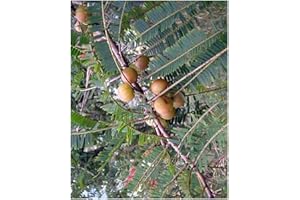 EXOTIC PLANTS Phyllanthus emblica - Amla - 20 graines