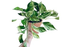 CAMBRIDGE BEE Devils Ivy - Pothos Marble Queen Epipremnum aureum Live Plant in 12cm Pot