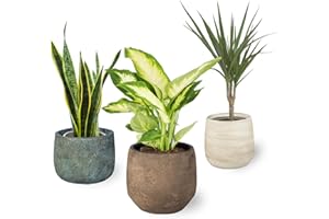 SMPLY. Pack 3 Plantas Naturales de Interior Dracaena + Diffenbachia + Sansevieria para la Casa o la Oficina Embalaje Protector y Tierra Húmeda