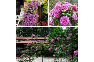 LAMPHLE 100 pezzi semi di rosa rampicante giardino casa balcone recinzioni decorazioni piante fiori per piantare giardini Viola