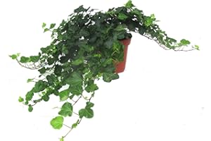 HARRO'S PFLANZENWELT Hedera helix 'Wonder'- Efeu - echte Pflanze im 13 cm Topf als Hängepflanze, Bodendecker oder Zimmerpflanze